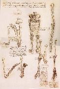 LEONARDO da Vinci Anatomical studies of the basin of the Steibeins and the lower Gliedmaben of a woman and study of the rotation of the arms France oil painting artist